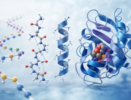 Amino Acid Sequences and Peptide Structure: From Primary Order to Functional Conformation